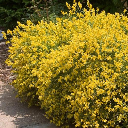 Genista Lydia 'Bangle', Lydian Broom, Mediterranean plants, Mediterranean shrubs, Yellow flowers